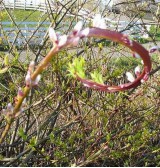 Product: Band wilg 5 tak - Actuele voorraad: 63