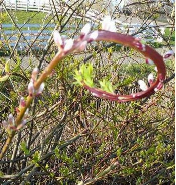 Product: Band wilg 5 tak Product: Band wilg 5 tak