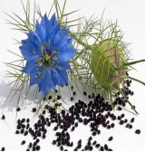 Product: Vlinder zaad mix - Actuele voorraad: 100