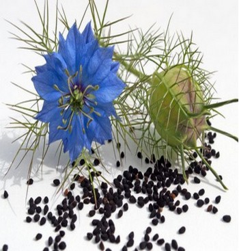 Product: Vlinder zaad mix Product: Vlinder zaad mix