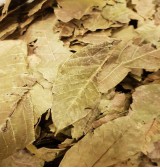 Product: Walnoot blad grof  - Actuele voorraad: 25