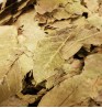 Product: Walnoot blad grof 50 gram