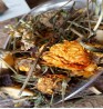 Product: Bibi Chanty kruiden bix 3 kg