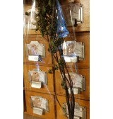 Product: .Pepermunt stengel bos - Actuele voorraad: 87