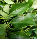Product: Peer blad grof - Actuele voorraad: 55