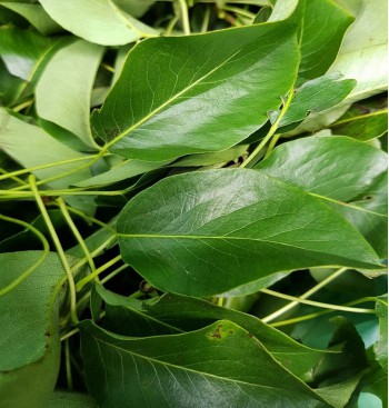 Product: Peer blad 25 gr Product: Peer blad 25 gr