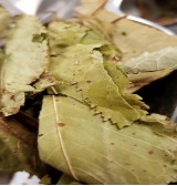 Product: Kriek kersen blad - Actuele voorraad: 50