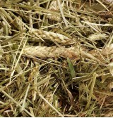 Product: Chanty gras mix - Actuele voorraad: 170