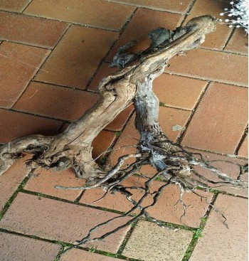 Product: Oud druiven hout Product: Oud druiven hout