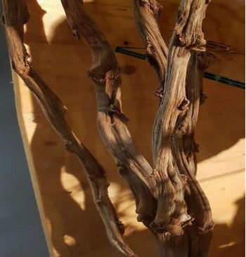 Product: Banaan takken gedroogd Product: Banaan takken gedroogd