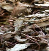 Product: Pepermunt blad grof - Actuele voorraad: 174