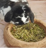Product: .Rabbit Balance Premium - Actuele voorraad: 708