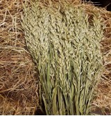 Product: XXL bos green oat - Actuele voorraad: 0