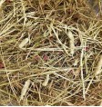 Product: .Cranberry - ChantyPlace.com