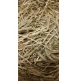 Product: Anti mijt en worm - ChantyPlace.com
