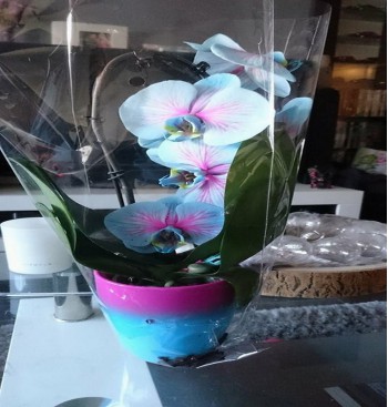 Product: Orchidee blauw rose Product: Orchidee blauw rose