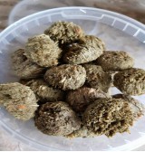 Product: .Timothy cookie emmer - Actuele voorraad: 117