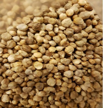Product: Fenegriek Product: Fenegriek