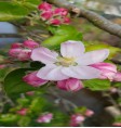 Product: Peer takken met blad - ChantyPlace.com
