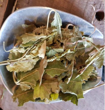 Product: Moerbei blad Product: Moerbei blad