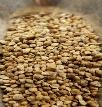 Product: Spinazie Zaad Product: Spinazie Zaad
