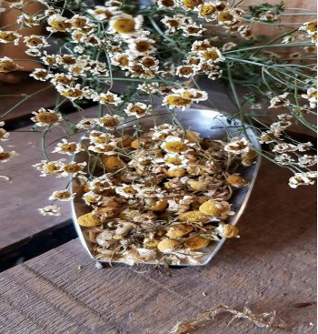Product: Kamille grof tak Product: Kamille grof tak