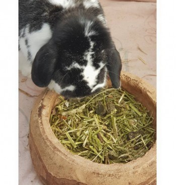 Product: *Rabbit balance oldy Product: *Rabbit balance oldy