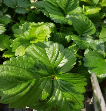 Product: Aardbei plant Product: Aardbei plant