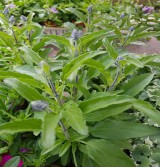 Product: Salvia/Salie groot - Actuele voorraad: 8