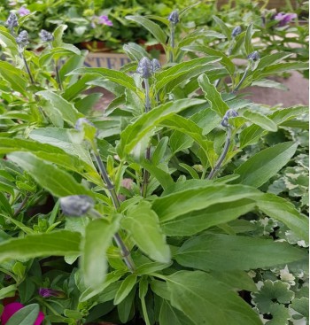 Product: Salvia/Salie groot Product: Salvia/Salie groot
