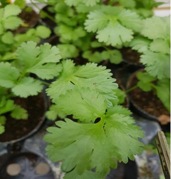 Product: Koriander plant Product: Koriander plant