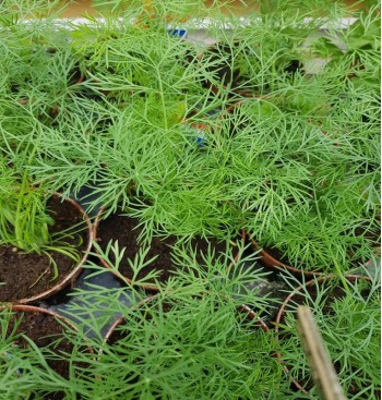 Product: Dille plant Product: Dille plant