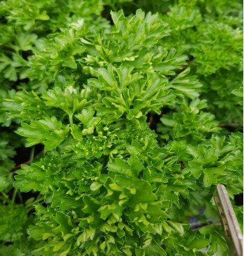 Product: Platte peterselie plant Product: Platte peterselie plant