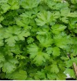 Product: Mentha (munt) - ChantyPlace.com