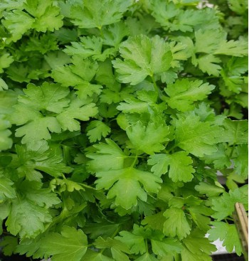 Product: Selderie plant Product: Selderie plant