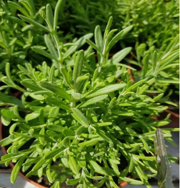 Product: Lavendel plant Product: Lavendel plant