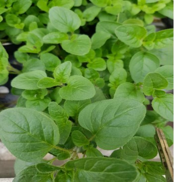 Product: Oregano plant Product: Oregano plant