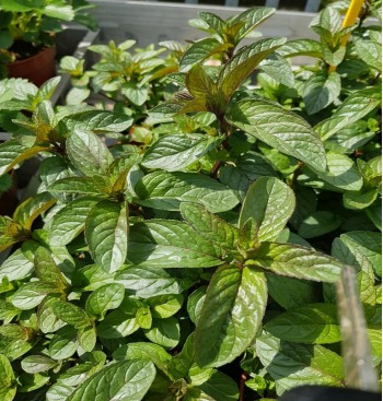 Product: Munt (chocola) plant Product: Munt (chocola) plant