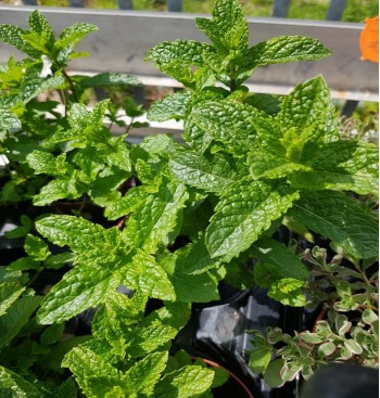 Product: Mentha (munt) Product: Mentha (munt)