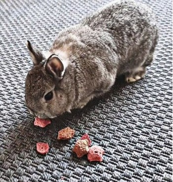 Product: .Bunny star mix Product: .Bunny star mix