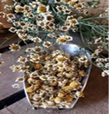 Product: Consult paard Product: Consult paard