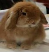 Product: Rabbits back kruidenmix - Actuele voorraad: 280