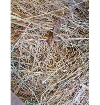 Product: Bergweide kruiden hooi Product: Bergweide kruiden hooi