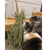 Product: Bunny Broom mint - Actuele voorraad: 13