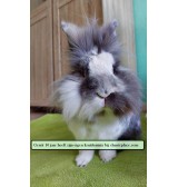 Product: Blaas verzorgende kruiden mix - Actuele voorraad: 95