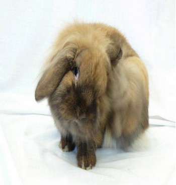 Product: Bunny box Valentijn Product: Bunny box Valentijn