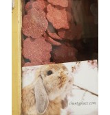 Product: Chanty cookie aardbei - Actuele voorraad: 93
