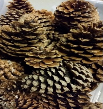 Product: Kleine dennenappel naturel Product: Kleine dennenappel naturel