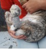 Product: sore hocks rabbit sokken
