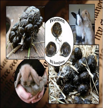 Product: Wormen kuur voor konijnen Product: Wormen kuur voor konijnen